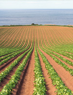 Potato crop growth