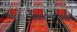 Tomato Processing Plant on the territory of the Kherson region, Ukraine. August 2017